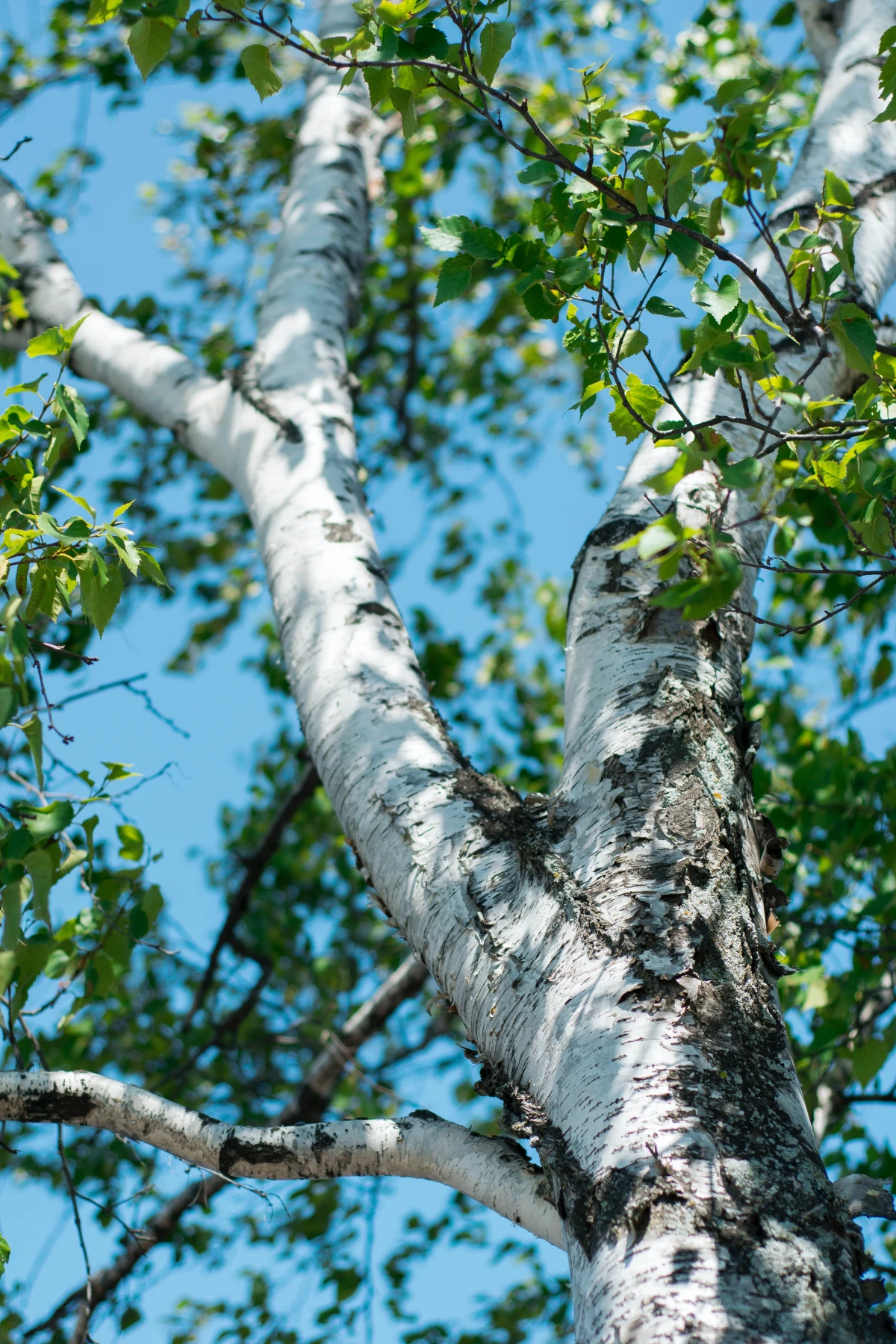 birch tree from below
