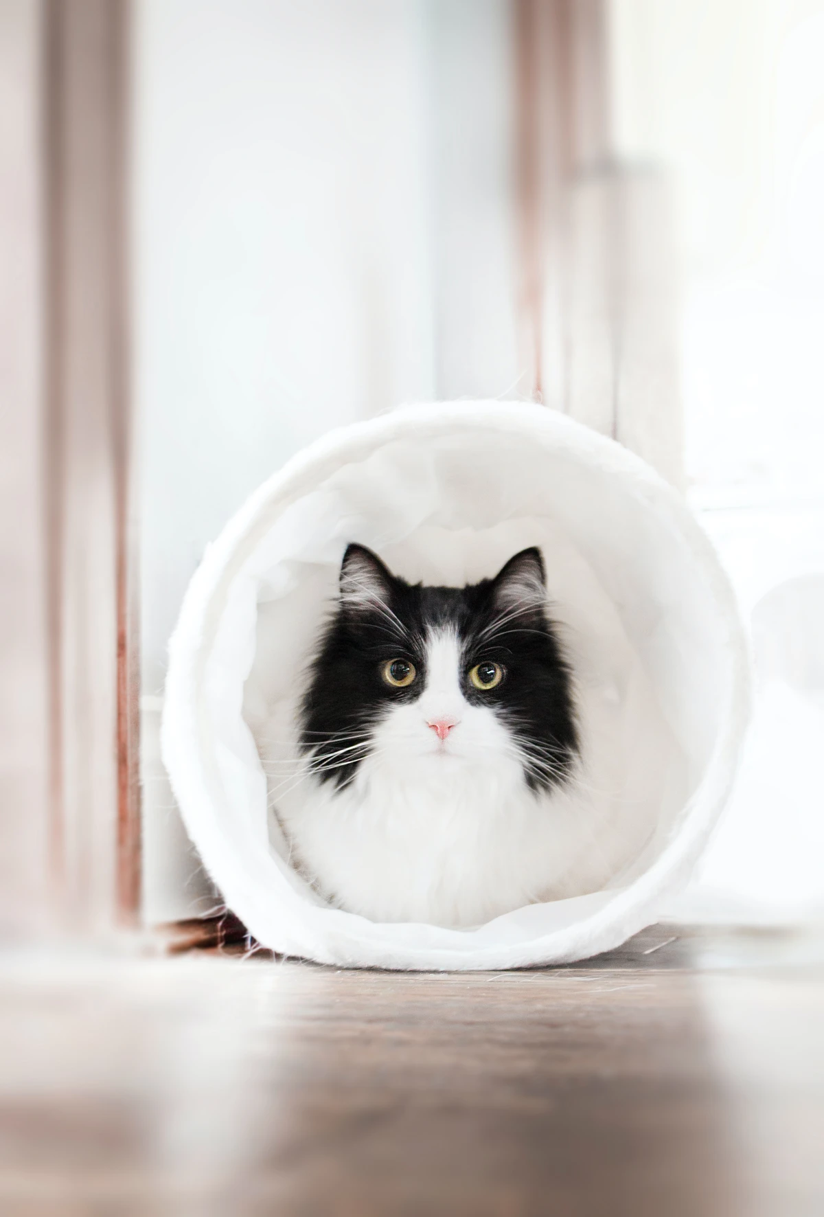 black and white cat in tunnel