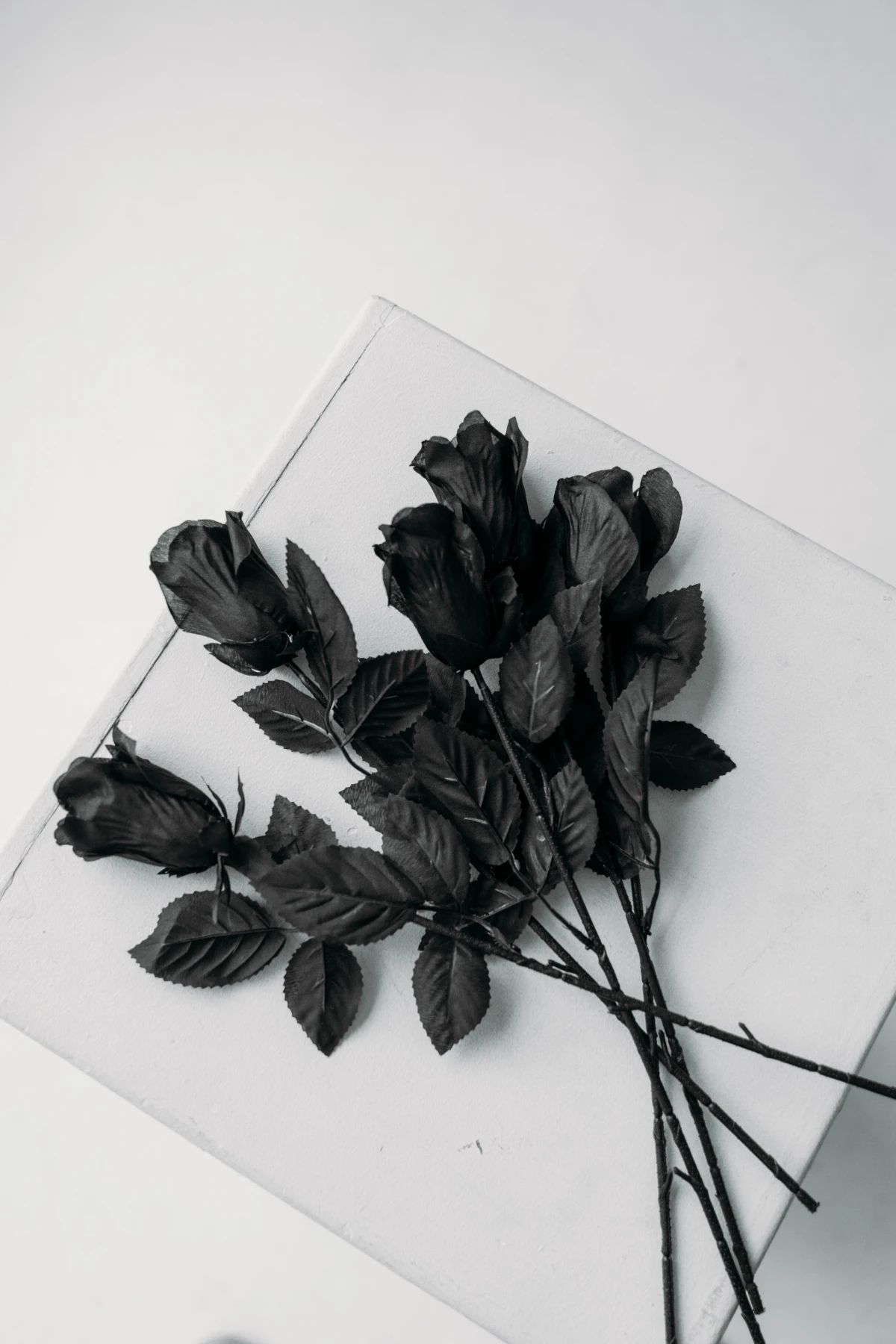 black roses on white background