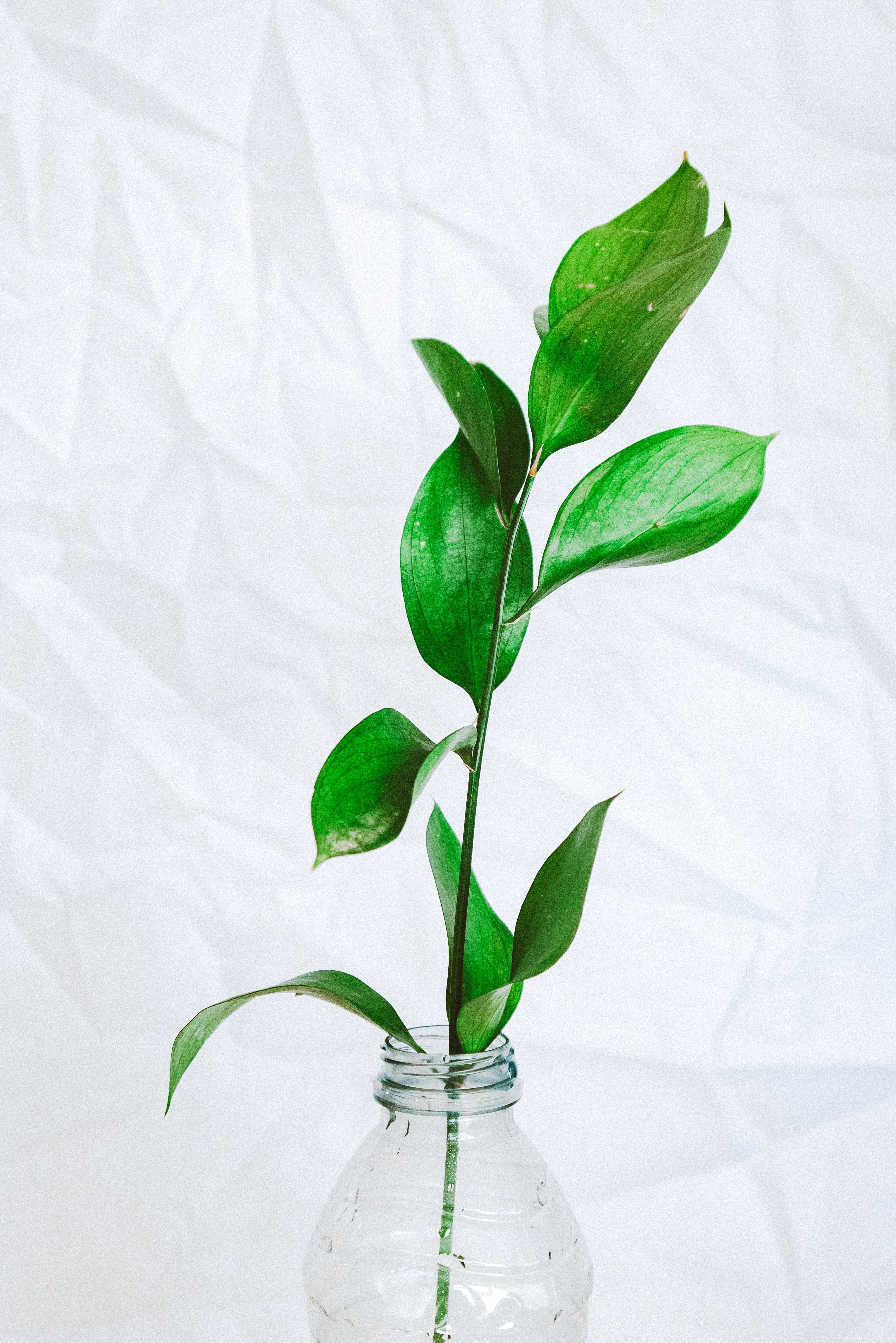 branch with leaves in plastic bottle