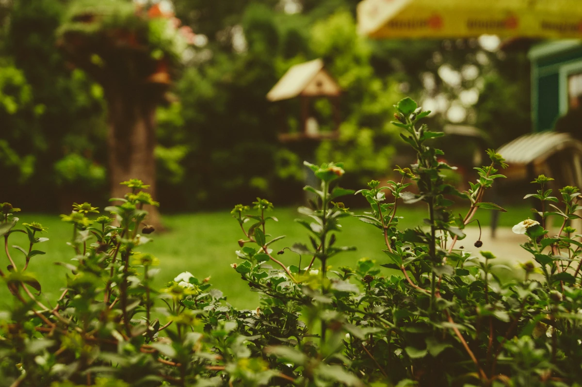 bushes in the garden