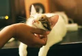 9 Common Cat Myths That You Need To STOP Believing