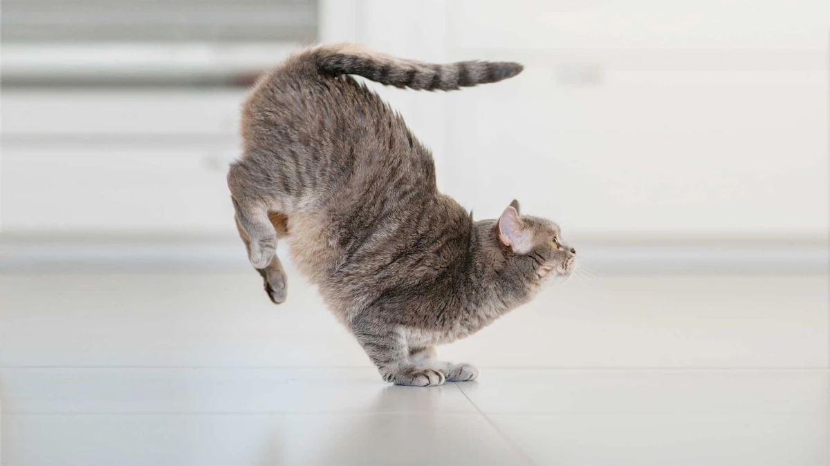 cat landing on its feet