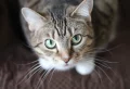 9 Common Cat Myths That You Need To STOP Believing