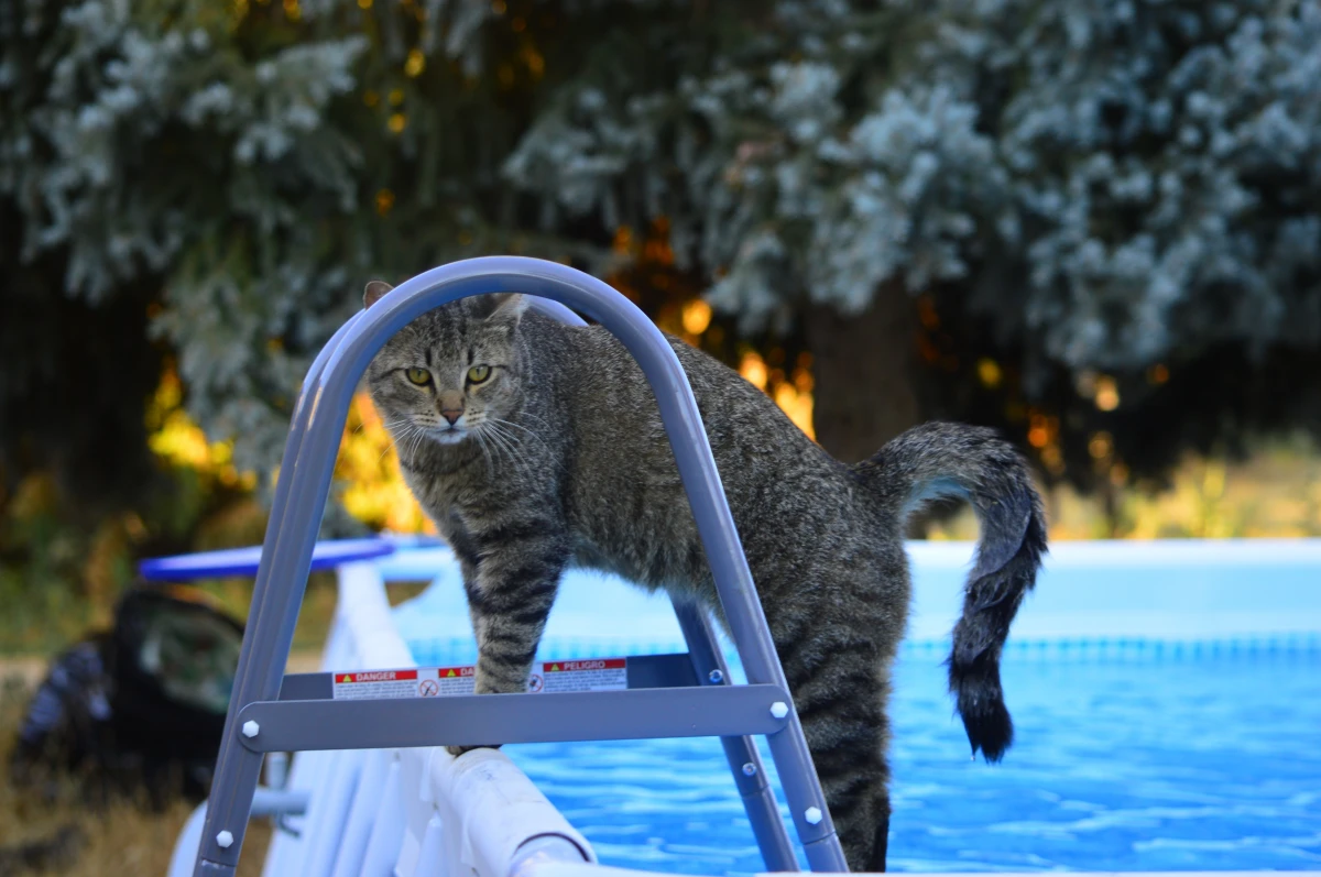 cat on the swimming pool ladder