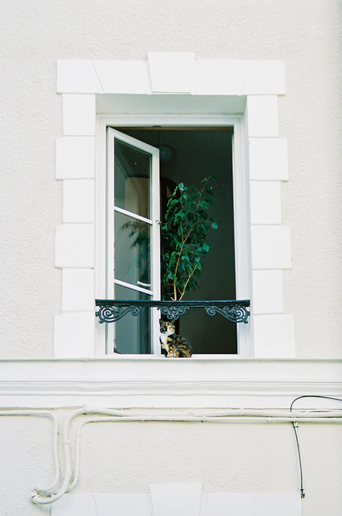 cat on windowsill