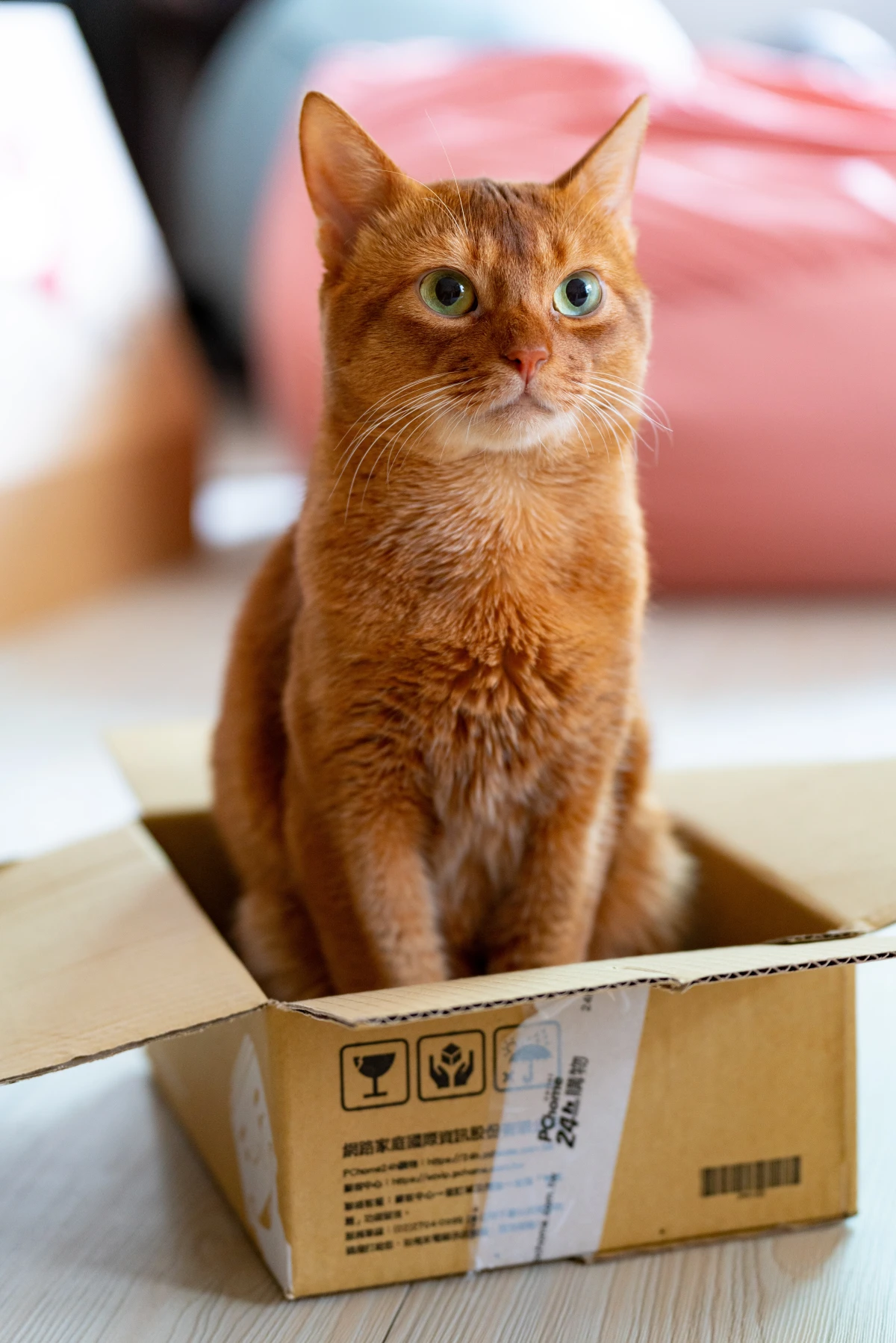 cat sitting in a cardboard box