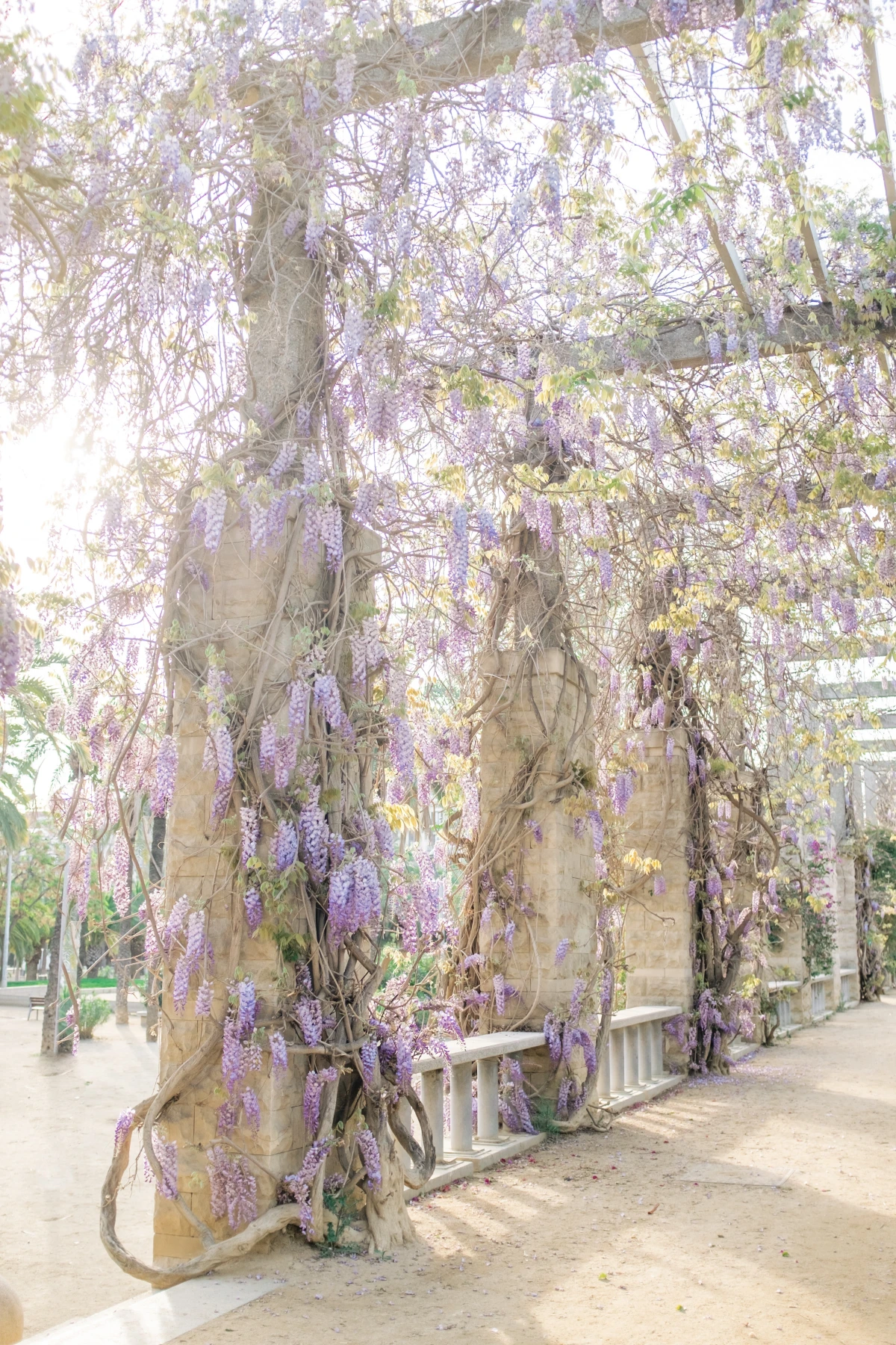 chinese wisteria all over structure