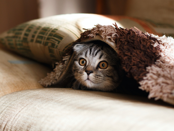 9 Common Cat Myths That You Need To STOP Believing