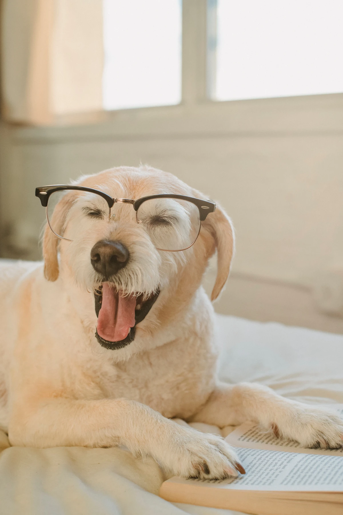 dog with glasses on