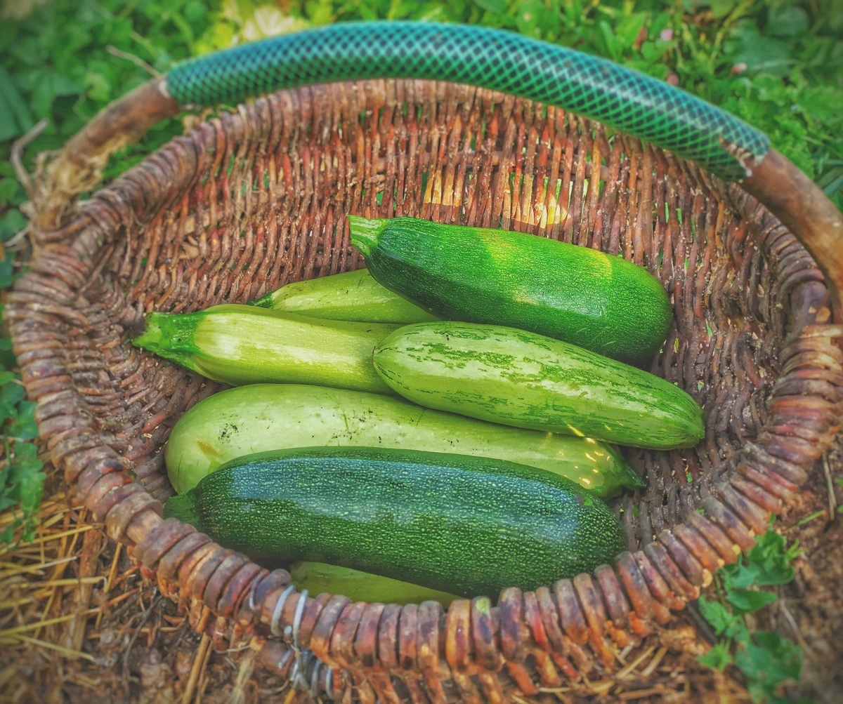 easiest vegetables to grow basket full of zucchini