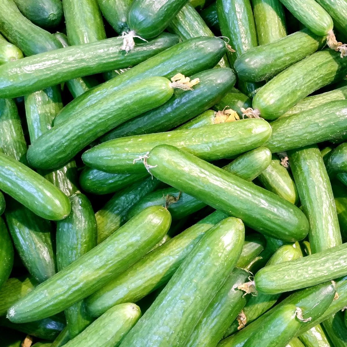 easiest vegetables to grow harvest of cucumbers