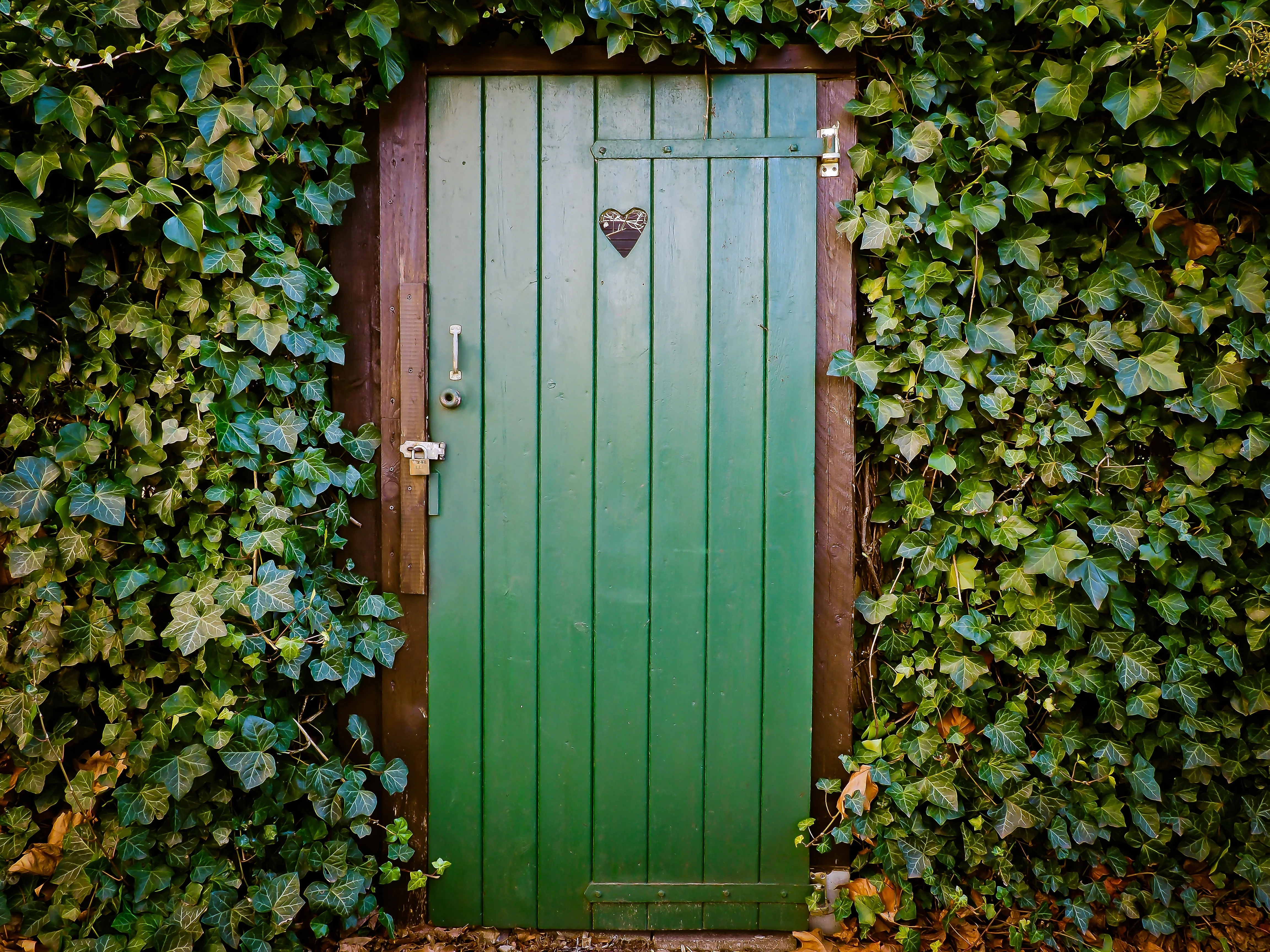 english ivy around the door