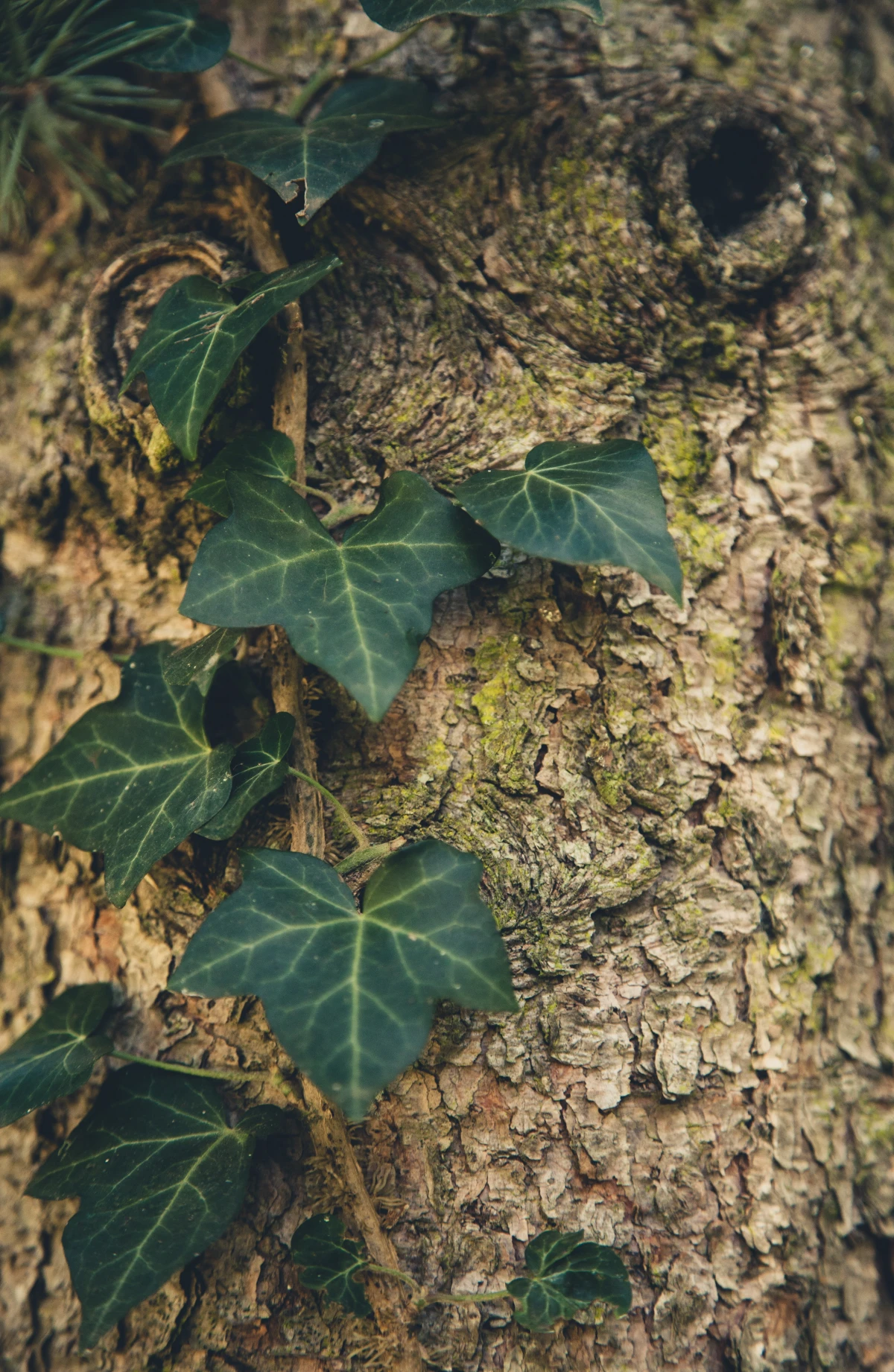 english ivy leaves upa tree