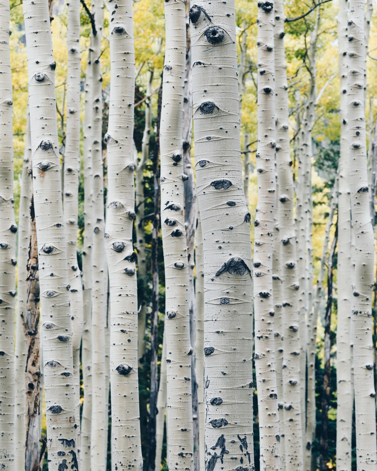 forest of birch trees