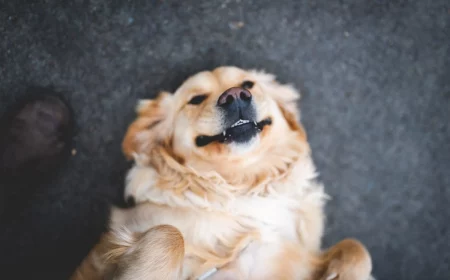 golden retriever smiling on ground