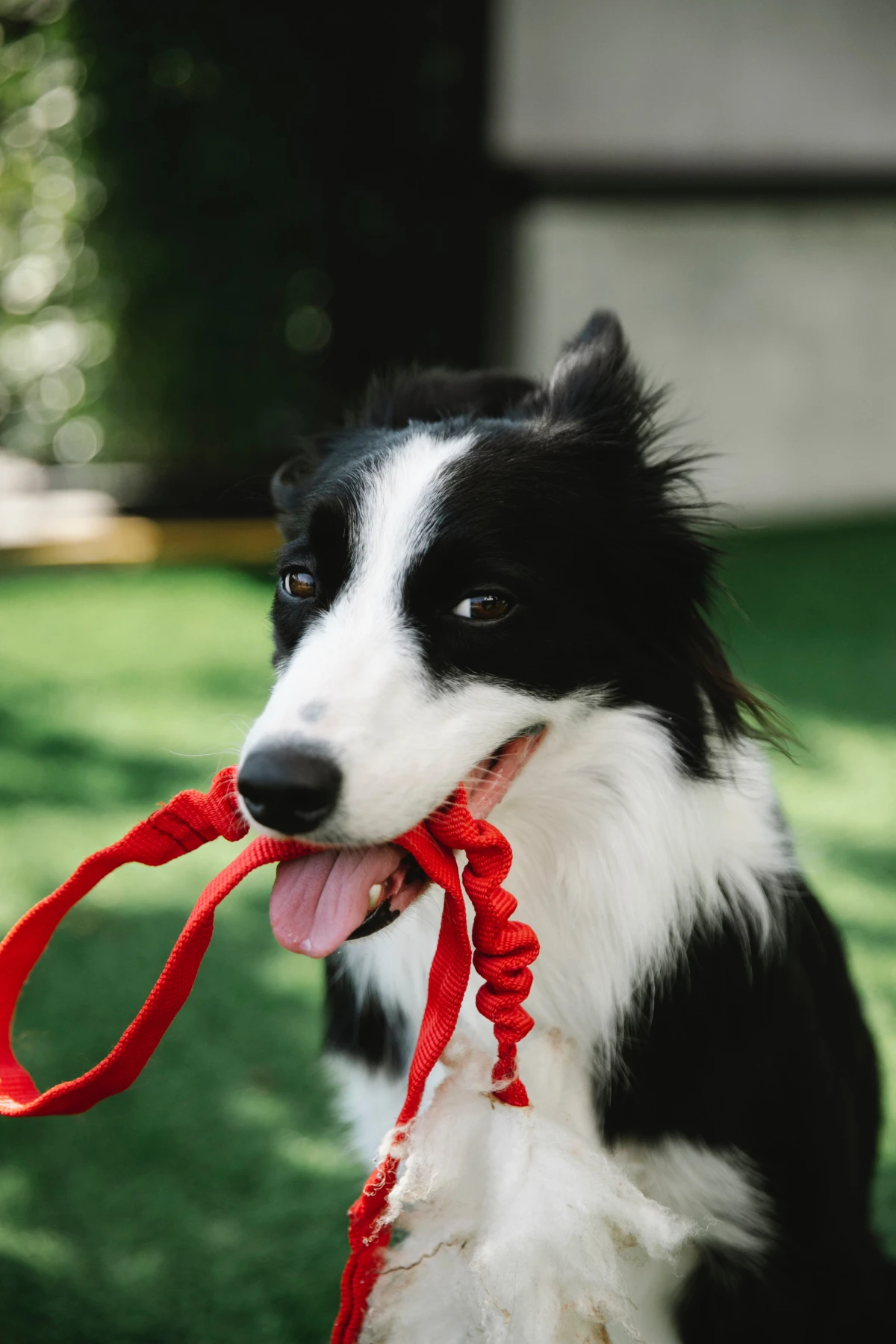 happy dog holding a red leash in mouth