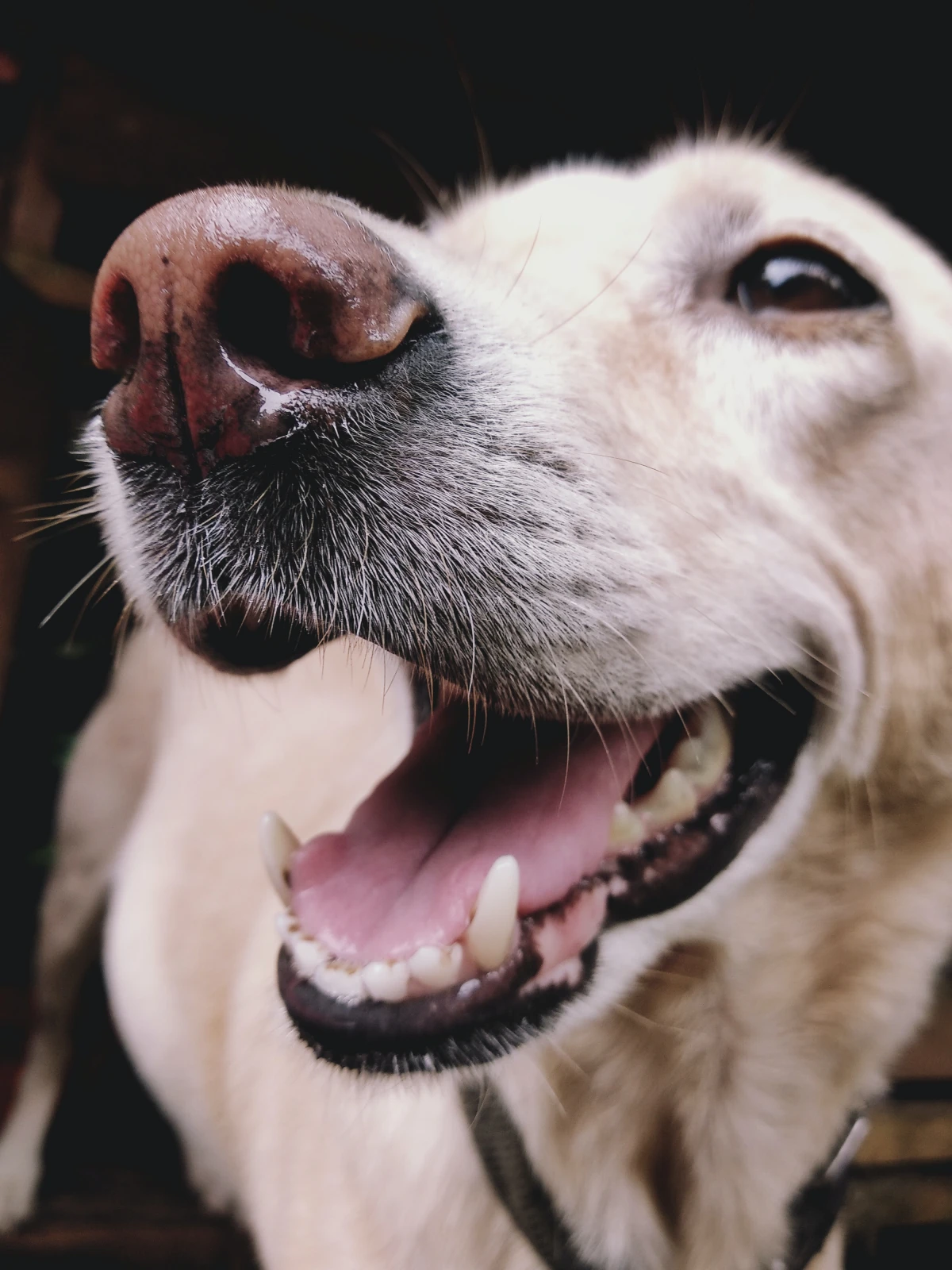 help your dog live longer dog with open mouth