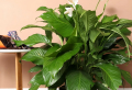 6 Moisture-Loving Houseplants For Less Indoor Humidity