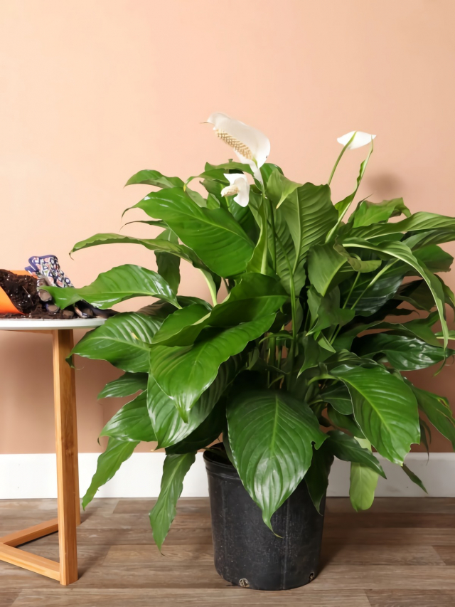 6 Moisture-Loving Houseplants To Beat Indoor Humidity