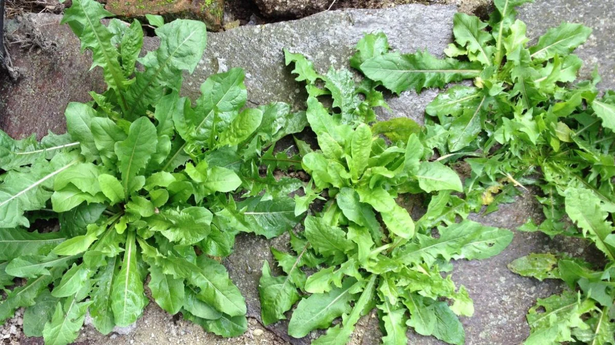 how to kill weeds naturally dandelion greens weeds