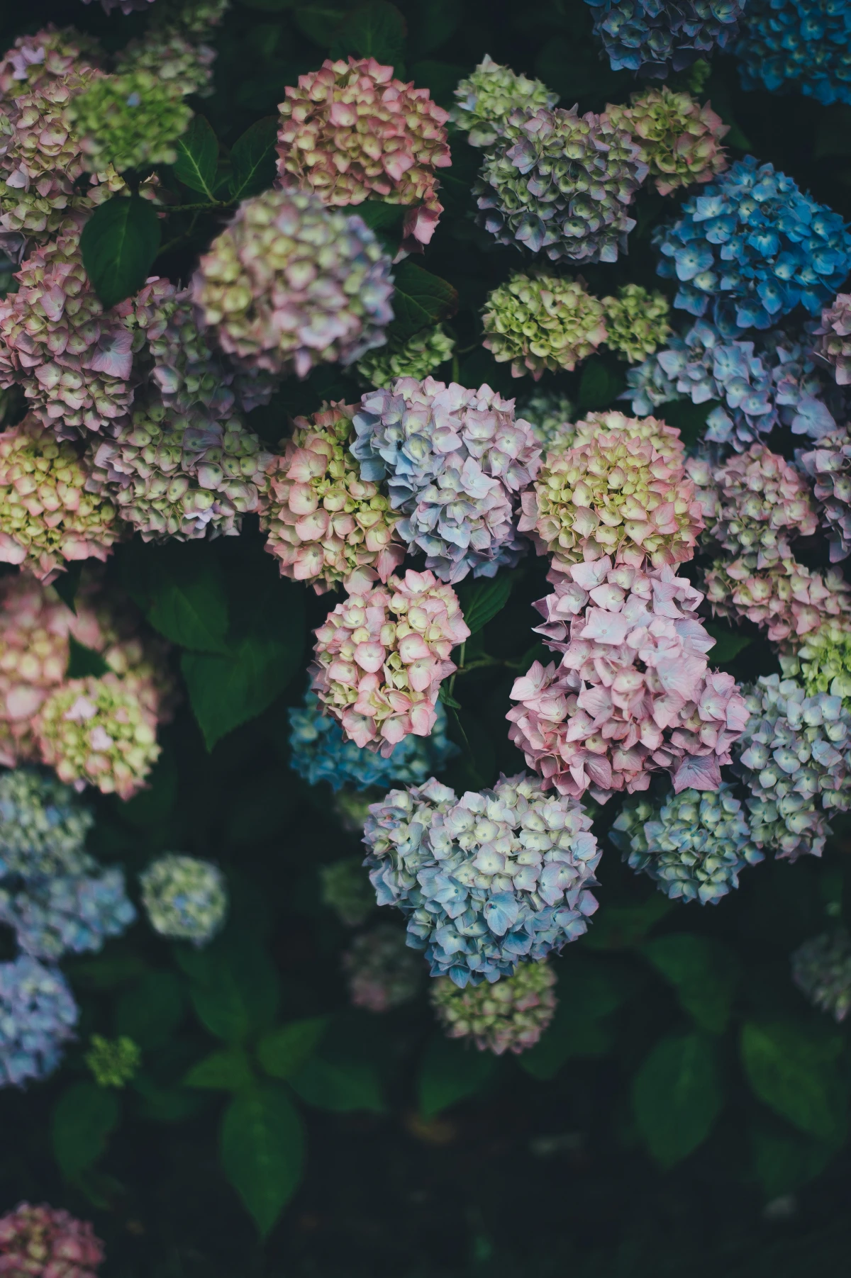 hydrangea bush in blue and pink