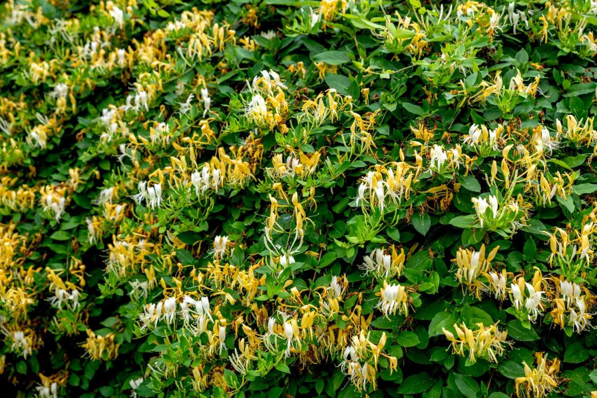 japanese honeysuckle vines with flowers