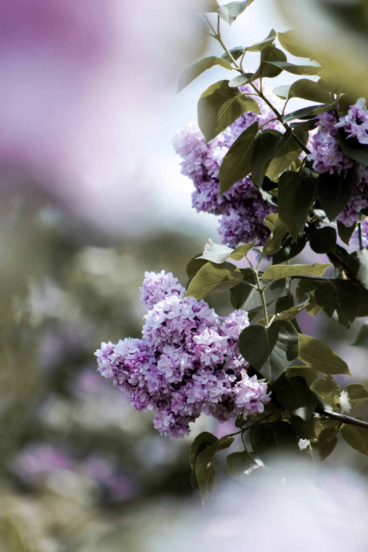 lilac flowers on tree