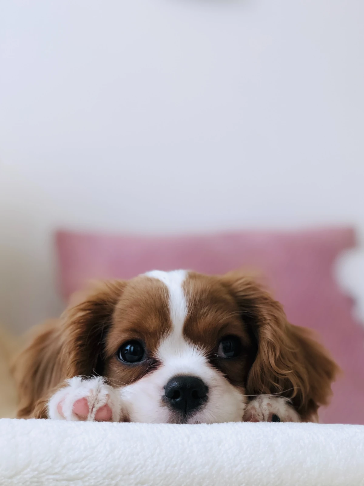 little dog with big eyes