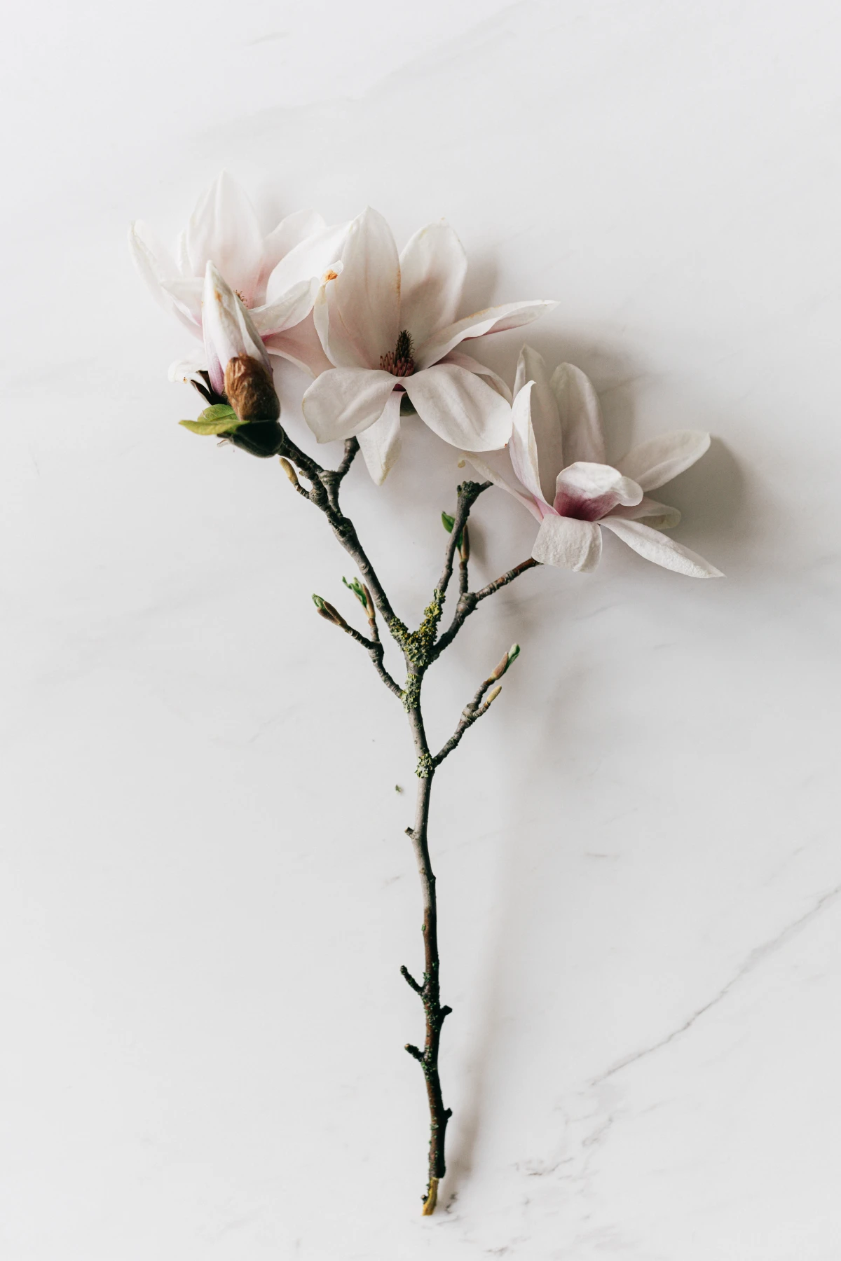 magnolia branch with flower