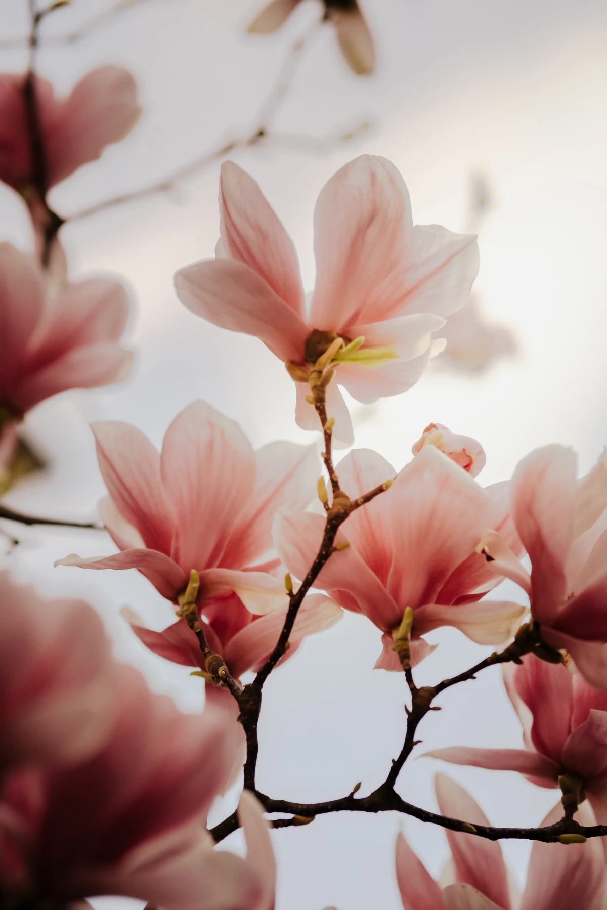 magnolia flowers up close