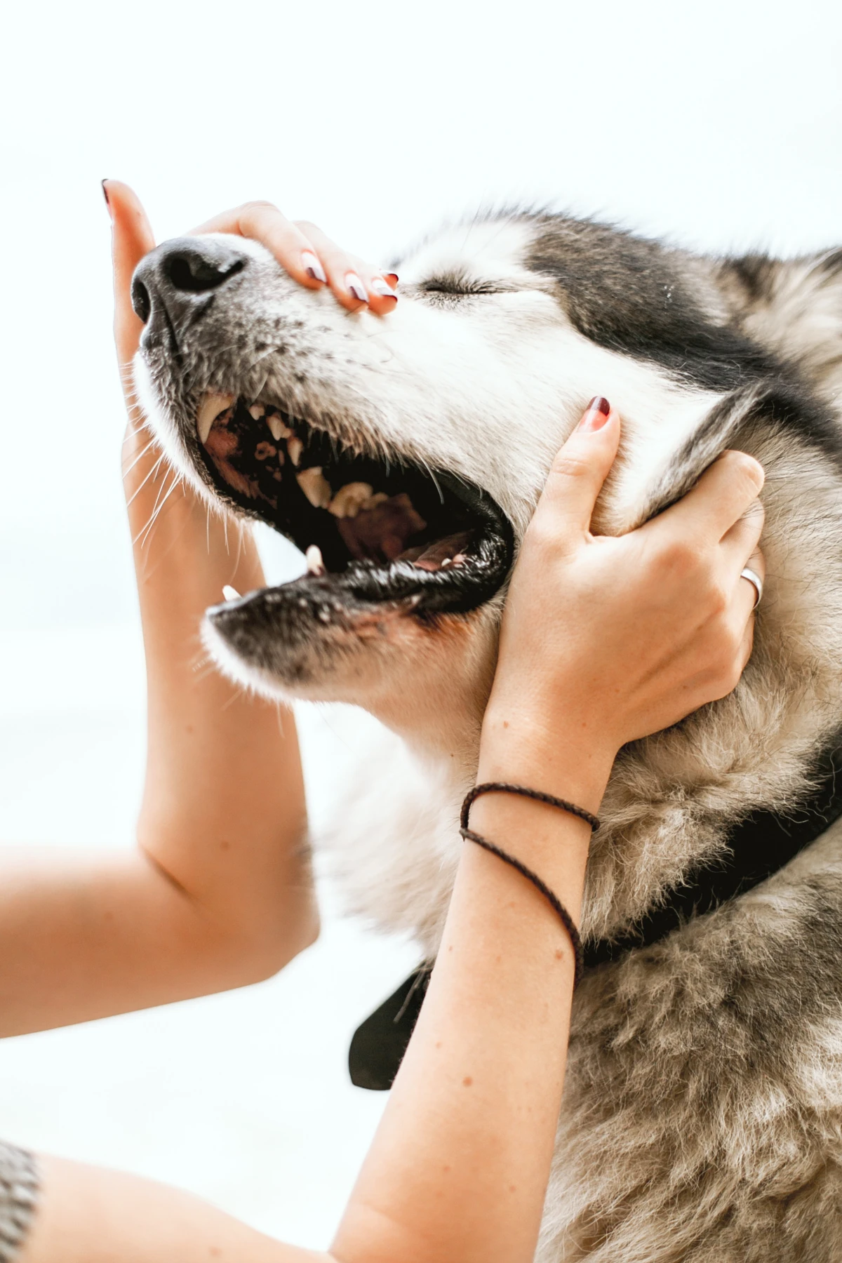 person petting thier husky dog