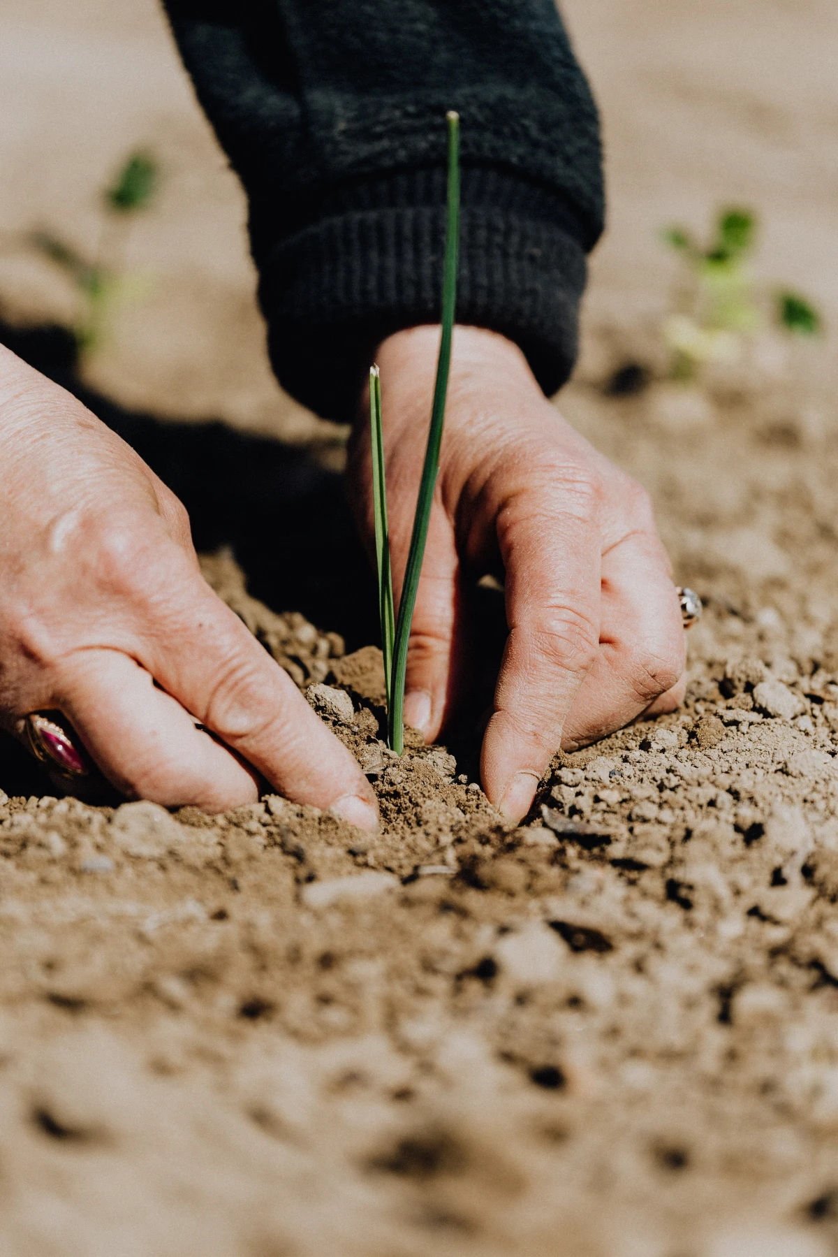 person planting in soil