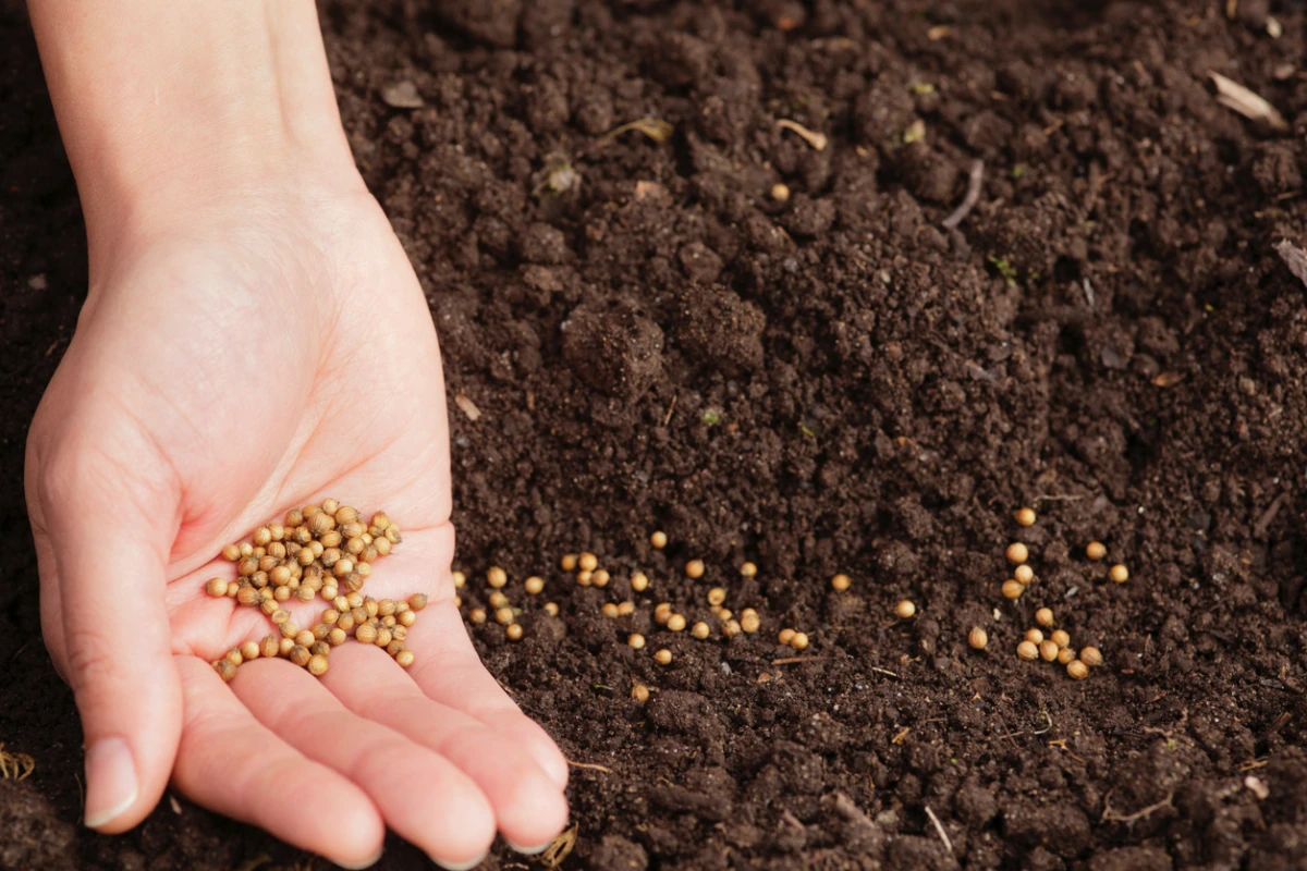 person sowing seeds in ground