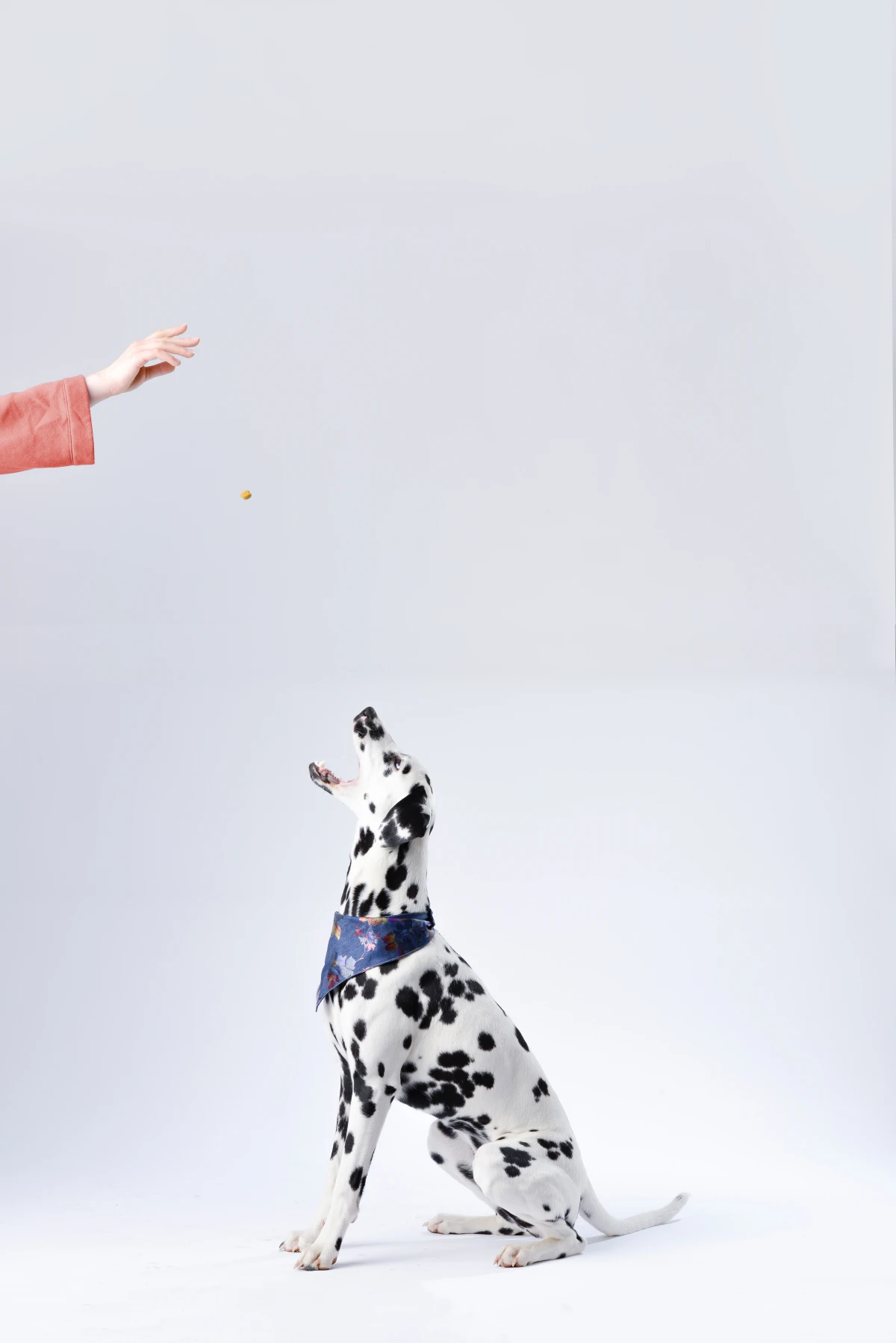 person throwing a dalmation a treat