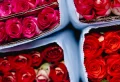 Rose Color Meanings You Need To Know Before Valentine’s Day