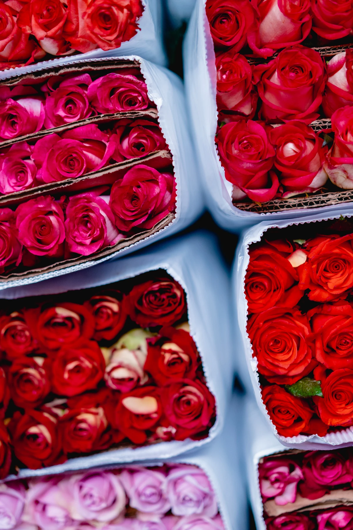 pink and red roses in containers