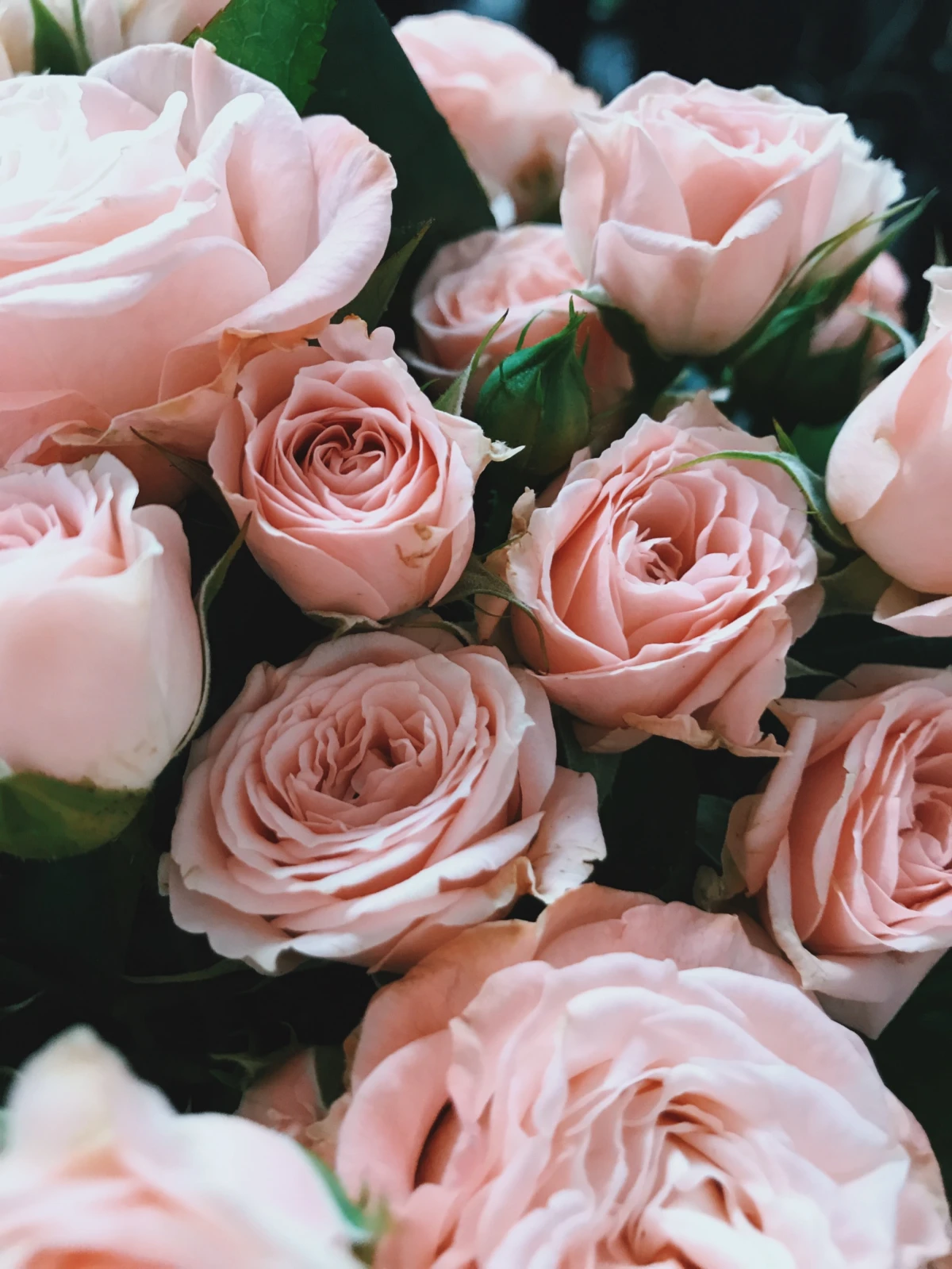pink roses in a bunch