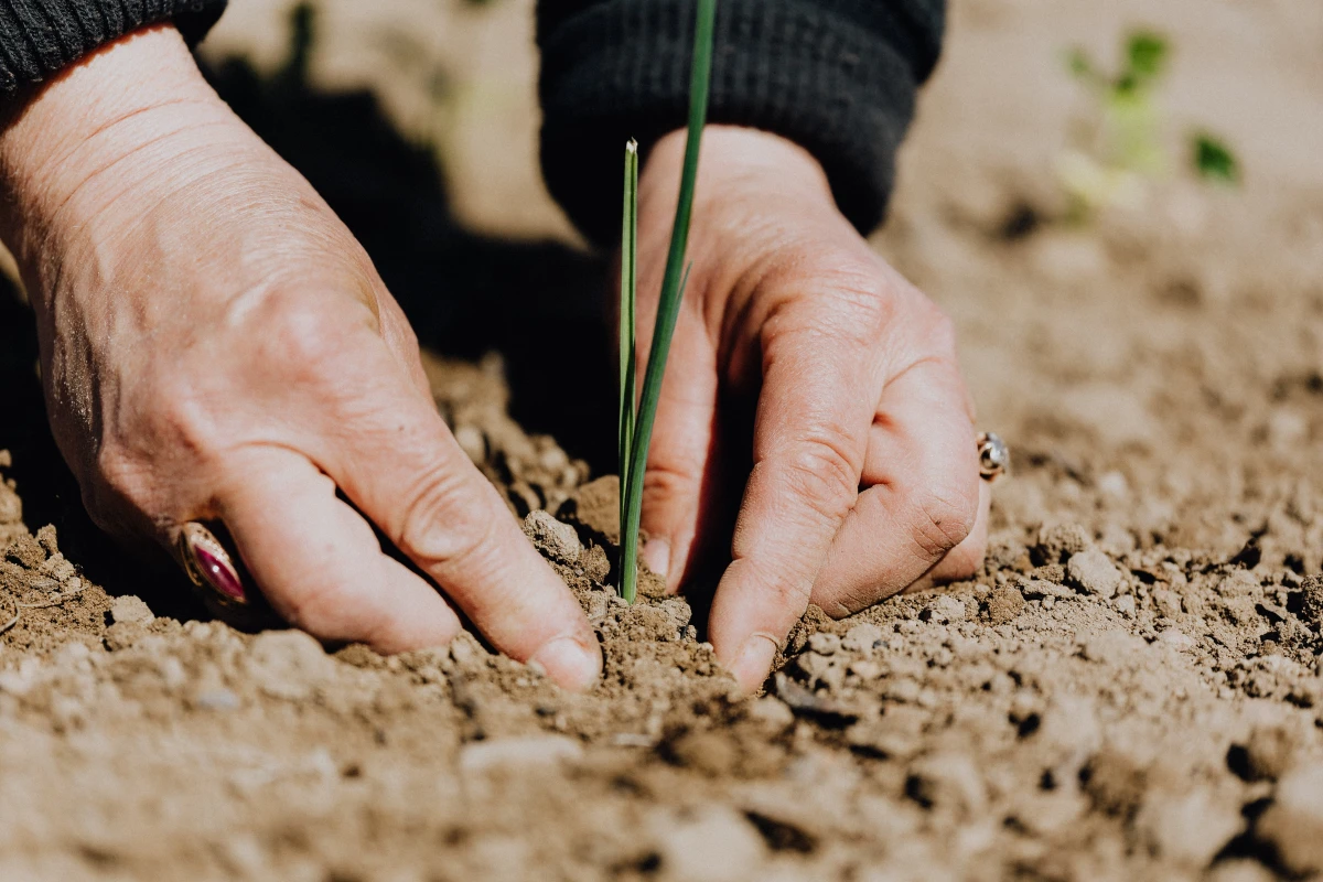 planting a seedling in ground