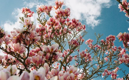 plants you should never prune in early spring magnolia tree