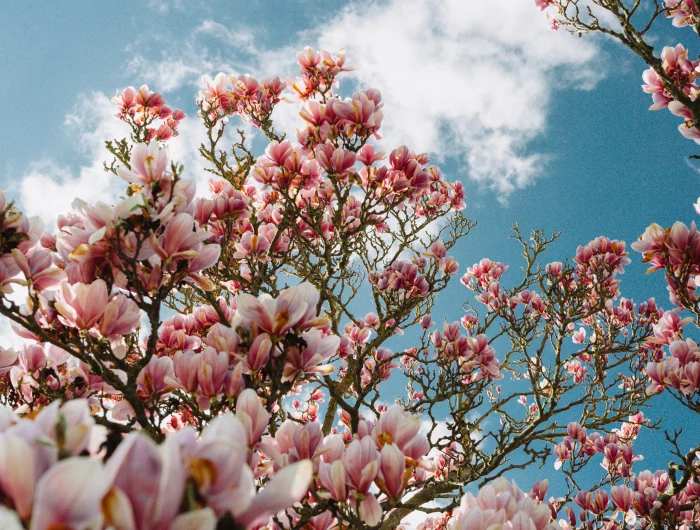 plants you should never prune in early spring magnolia tree