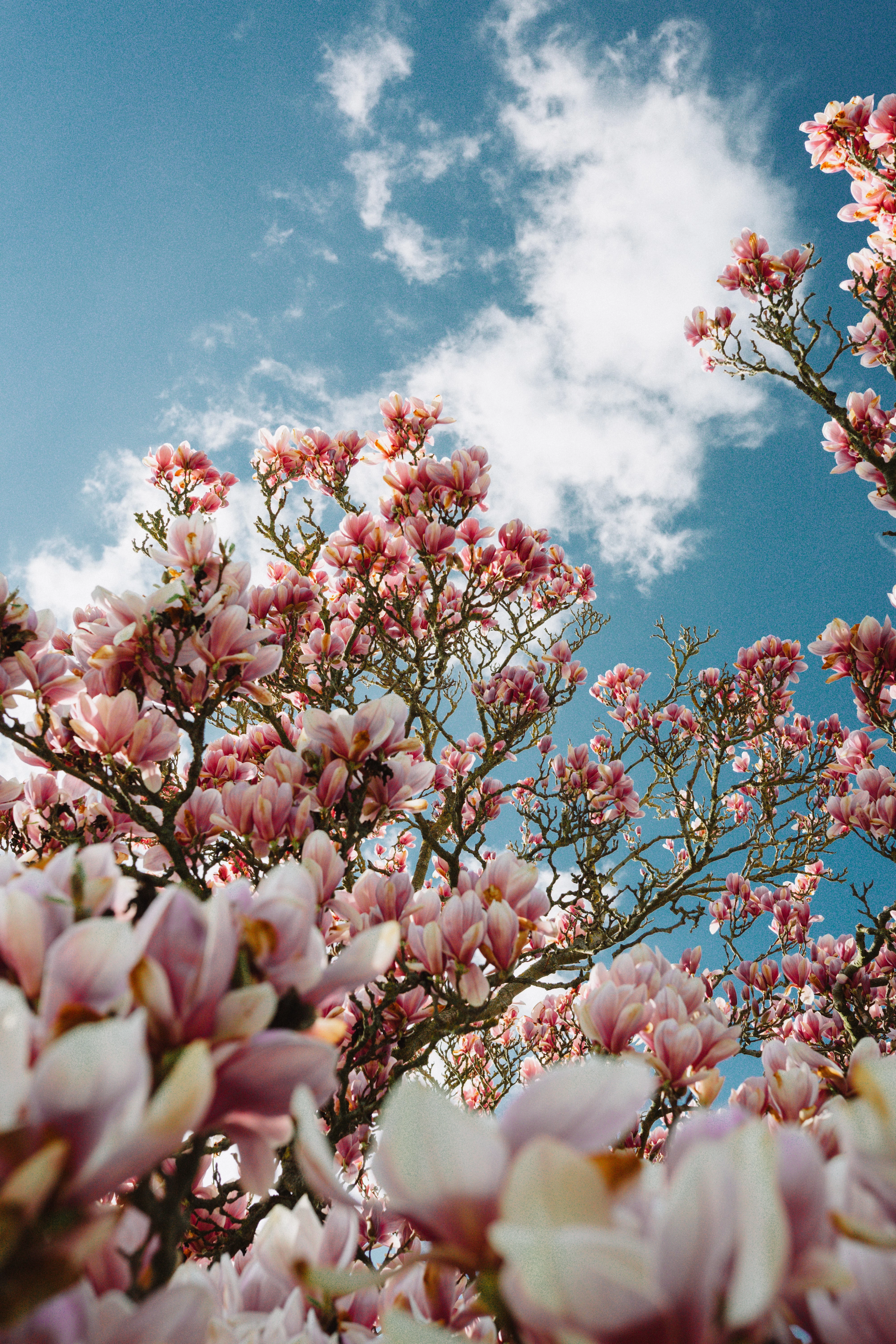 plants you should never prune in early spring magnolia tree