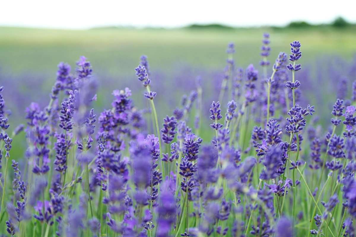 purple lavander flowers