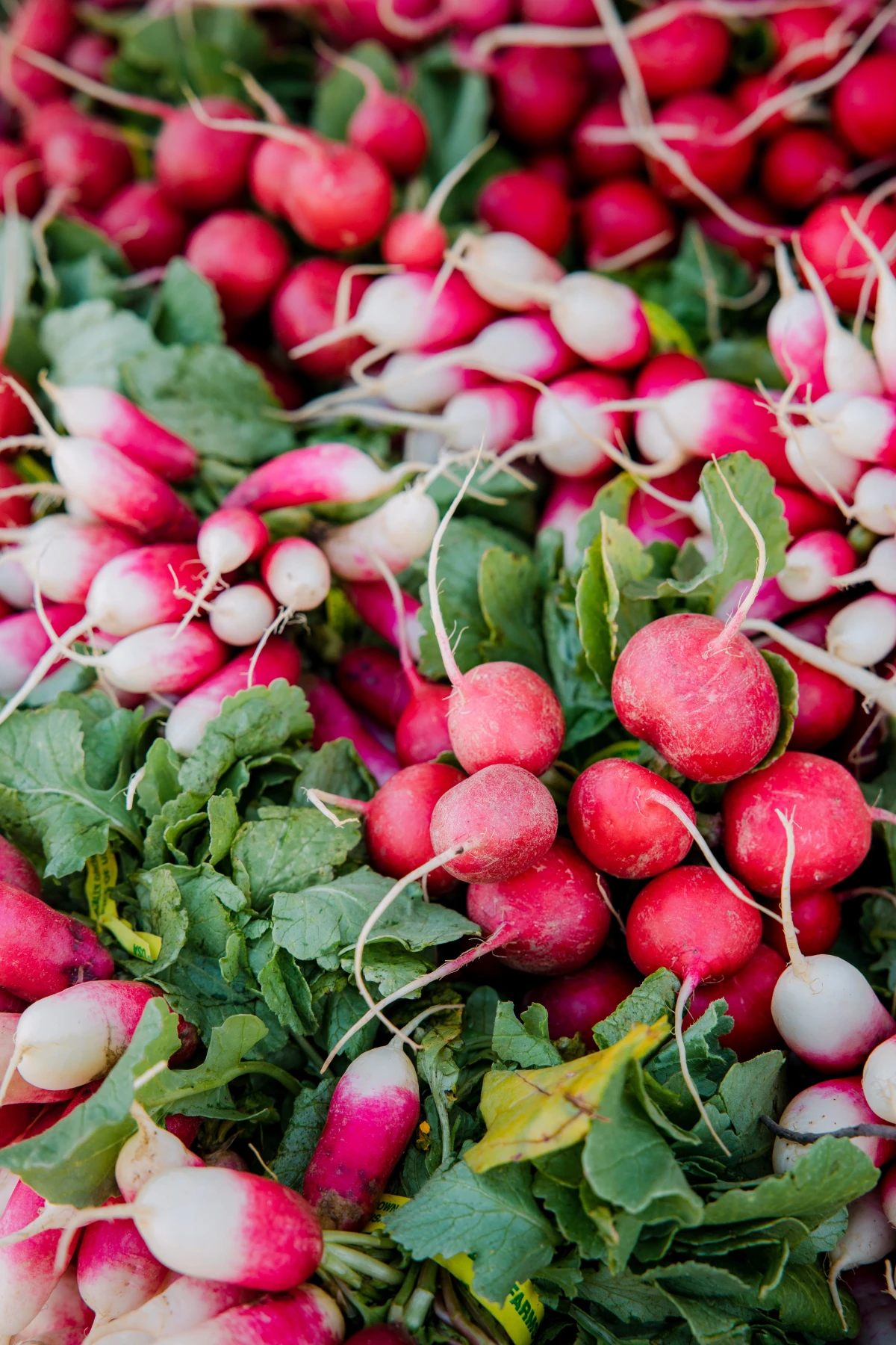 radishes in a bundle