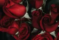 Rose Color Meanings You Need To Know Before Valentine’s Day