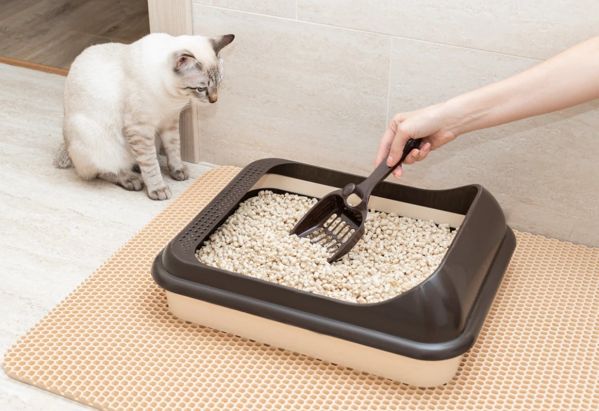 scooping litter box with shovel