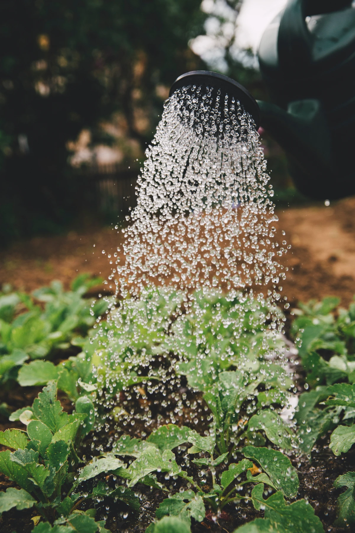 seed sowing mistakes person watering plants
