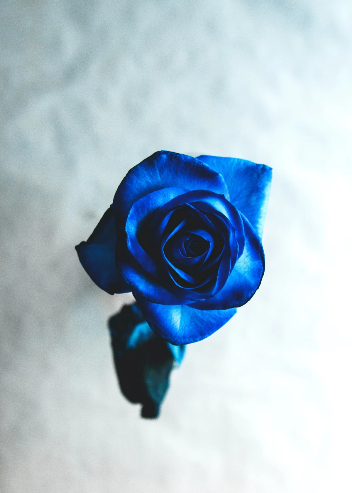 single blue rose shot from above