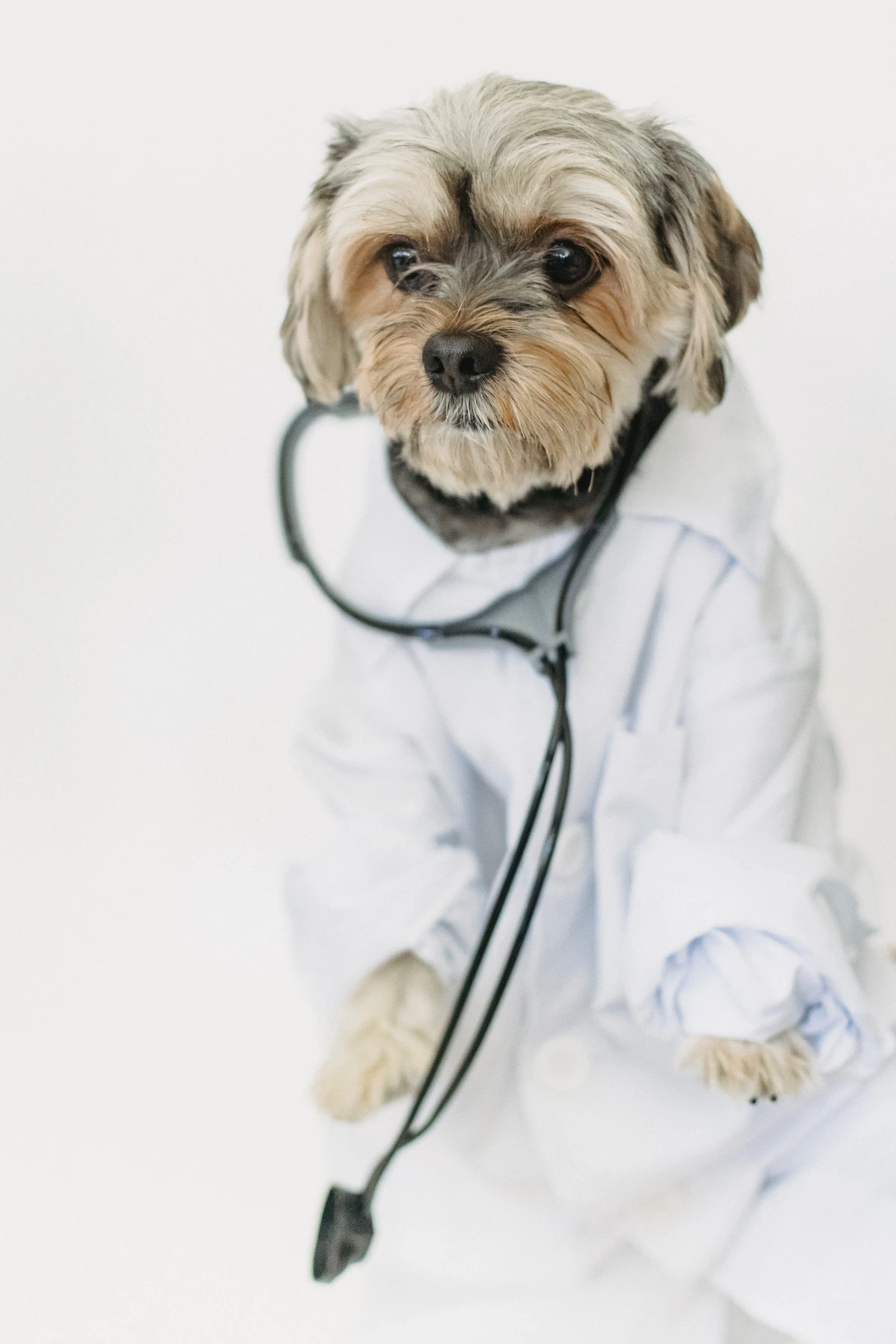 small dog dressed as a doctor