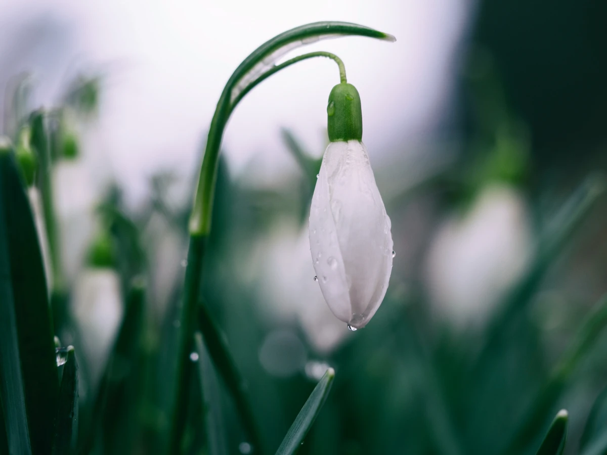 snowdrop flower with green leaves